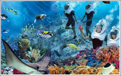 Discovery Cove at SeaWorld Attractions